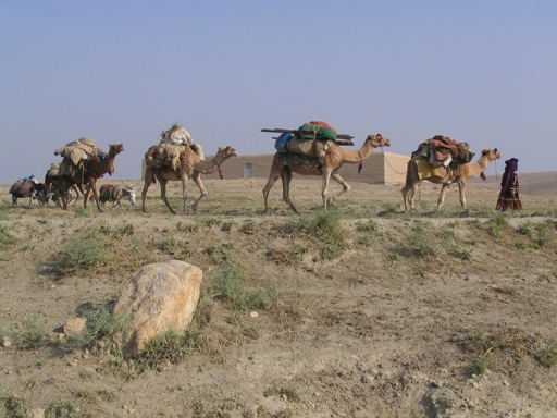 کوچی ها