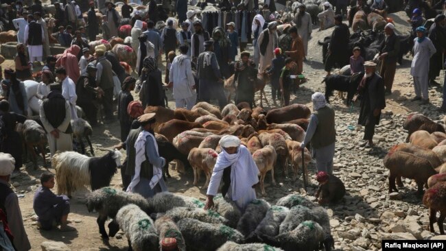 مواشی 