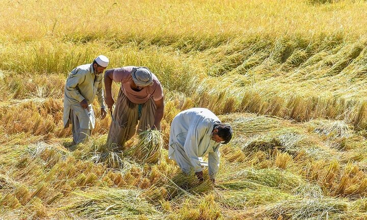 کشاورزی