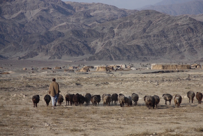 کوچی ها