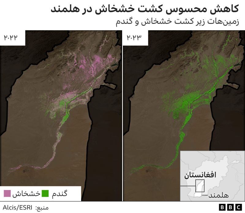 کشت خشخاش در افغانستان