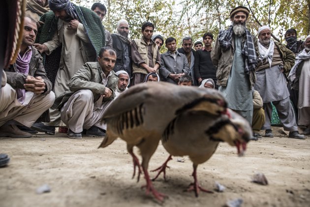 کبک جنگی