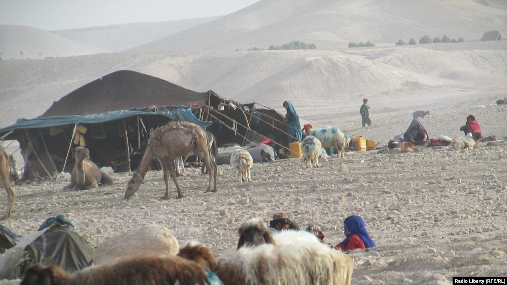کوچی