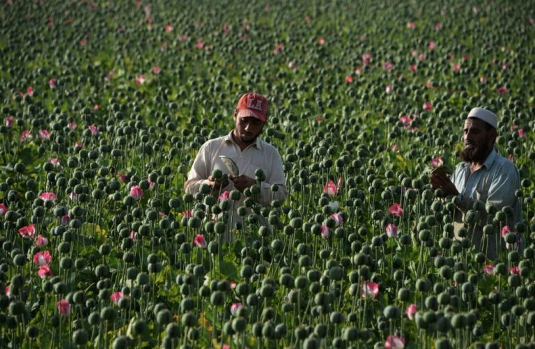 ¿Por qué es injusto esperar que los talibanes luchen contra las drogas? drogas