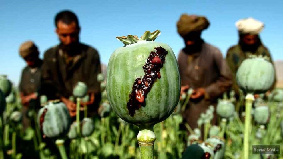 drogas