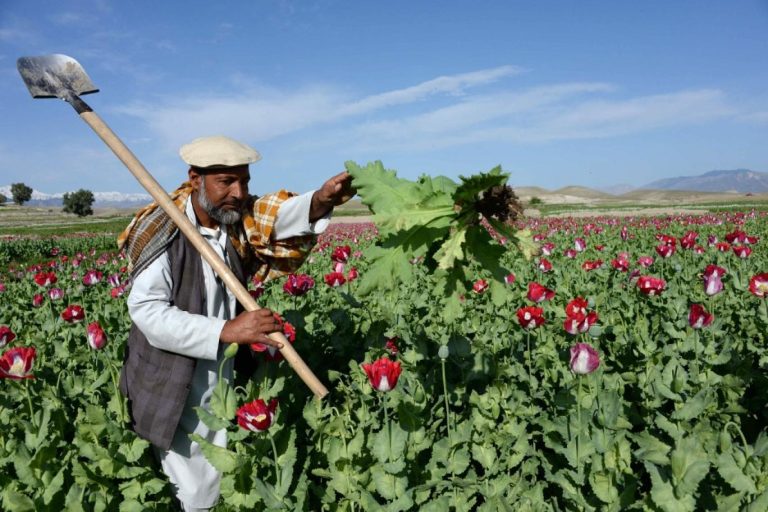 Un funcionario talibán: el cultivo de amapola en Afganistán se ha eliminado por completo