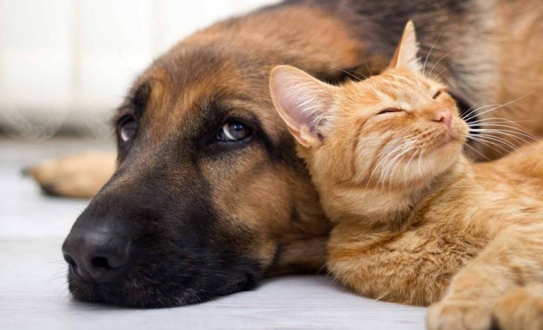 Traslado de cientos de perros y gatos de Afganistán a USA perros y gatos
