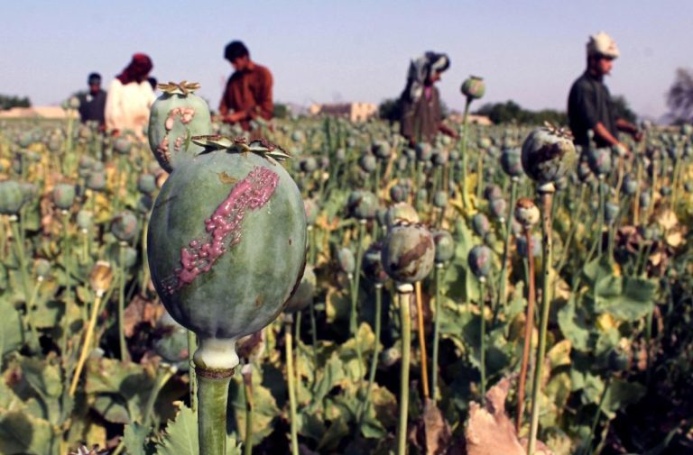 Los deseos de los talibanes y las preocupaciones de Irán; el cultivo de drogas en Afganistán continuará de manera inestable
