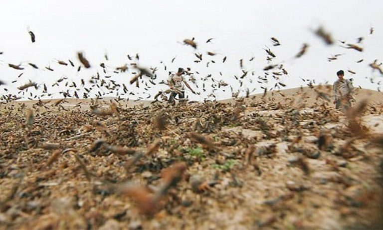 langostas