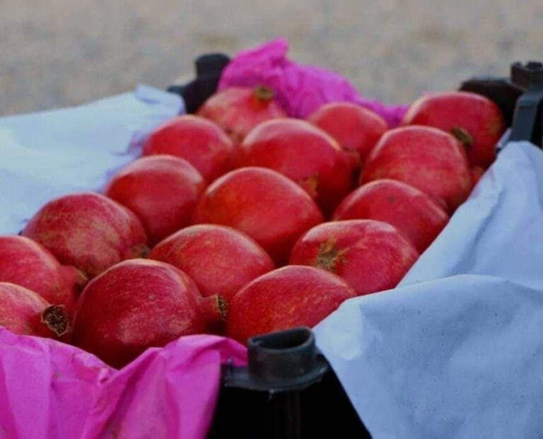 Exportación del Primer Cargamento de Granadas de Kandahar a Kazajistán