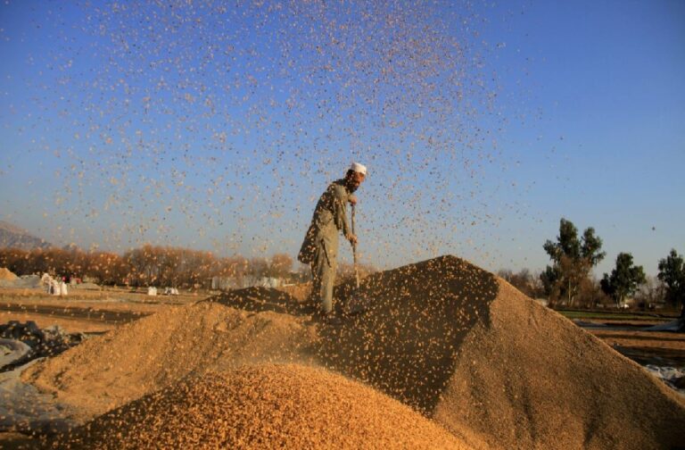 FAO: Tres de cada cuatro personas en Afganistán dependen de la agricultura para sobrevivir