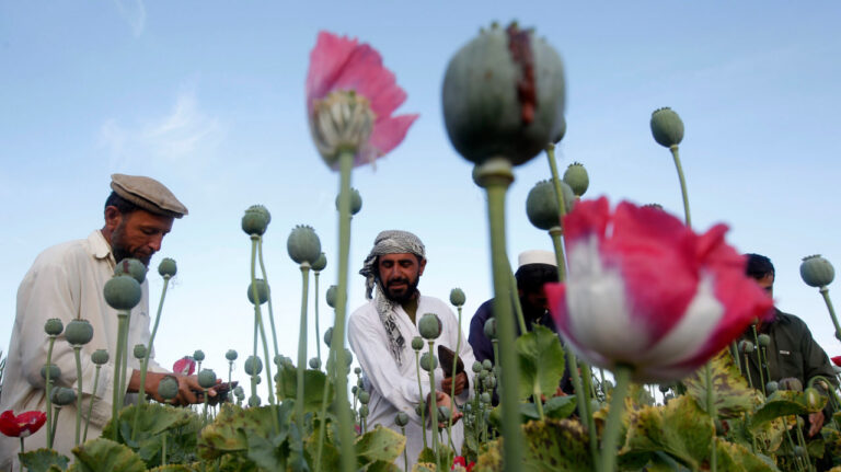 Hallazgos de la ONU: El cultivo de amapola en Afganistán ha aumentado un 19%